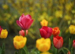 Czerwone i żółte tulipany w zbliżeniu
