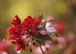Czerwone kwiaty jabłoni