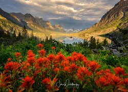 Czerwone kwiaty na łące i w tle jezioro otoczone górami