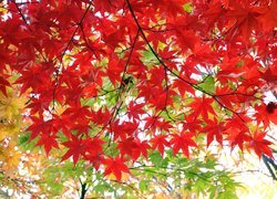 Czerwone liście klonu na gałązkach