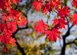 Czerwone liście klonu na gałęziach