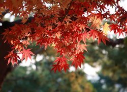 Czerwone liście klonu w słonecznym blasku