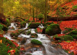 Czerwone liście na omszałych kamieniach przy rzece