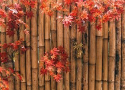 Płot, Bambus, Czerwone, Liście