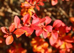 Czerwone liście w słonecznym blasku
