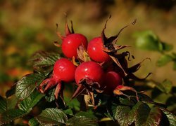 Czerwone owoce i listki dzikiej róży