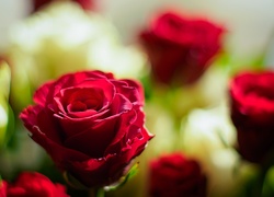 Kwiaty, Róże, Czerwone