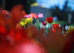 Czerwone tulipany i rozmyte tło