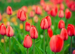 Czerwone tulipany na rozmytym tle w zbliżeniu