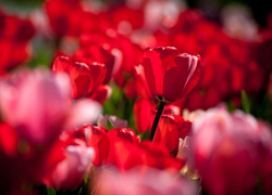 Czerwone tulipany w rozmyciu