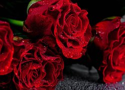 Czerwone zroszone róże