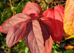 Czerwono-żółte jesienne liście z bliska