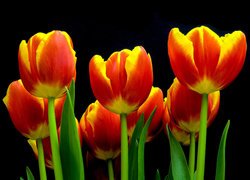Czerwono-żółte, Tulipany, Czarne tło