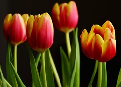 Tulipany, Czerwono-żółte