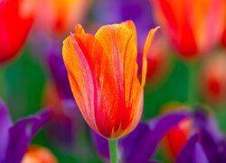 Czerwony kwiat tulipana na rozmytym tle