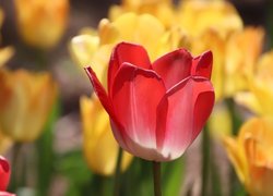Kwiaty, Tulipany, Czerwony, Tulipan