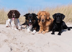 Cztery psy leżące na plaży