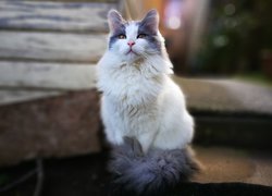 Kot, Długowłosy, Biało-szary