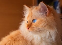 Długowłosy i niebieskooki rudy kot