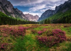 Dolina Krma, Triglavski Park Narodowy, Słowenia, Góry Alpy Julijskie, Drzewa, Kwiaty, Łąka