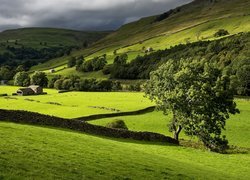 Dolina Swaledale, Park Narodowy Yorkshire Dales, Anglia, Góry, Łąka, Drzewa, Kamienne, Murki, Budynki, Owce