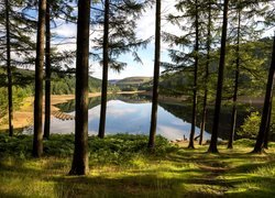 Park Narodowy Peak District, Dolina Upper Derwent Valley, Hrabstwo Derbyshire, Anglia, Rzeka Derwent, Wzgórza, Drzewa
