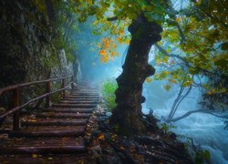 Chorwacja, Plitvice, Park Narodowy Jezior Plitwickich, Las, Rzeka, Drzewa, Mgła, Schody