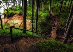 Drewniane schody w bukowym lesie na wzgórzach Stubnitz