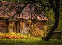 Drewniany dom w jesiennym lesie