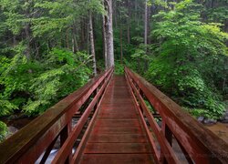 Drewniany most nad rzeką w lesie