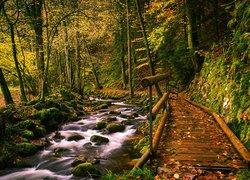 Drewniany pomost obok rwącego potoku w jesiennym lesie