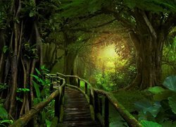 Drewniany pomost w zielonym lesie