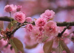 Drobne różowe kwiatki wiśni japońskiej