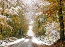 Droga biegnąca przez zimowy las