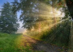 Droga i przydrożne drzewa w promieniach słońca