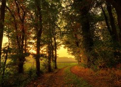 Droga na pola wśród jesiennych drzew