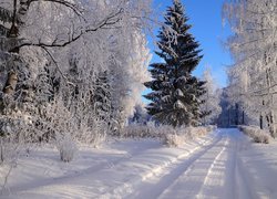 Zima, Droga, Drzewa, Las, Śnieg