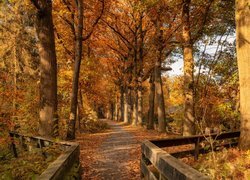 Droga pomiędzy drzewami jesienią