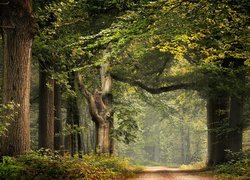 Droga przez liściasty las