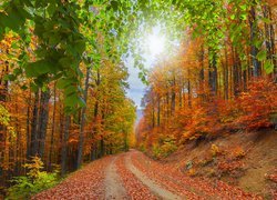 Droga przysypana liśćmi w lesie jesienią