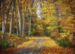 Droga usłana jesiennymi liśćmi