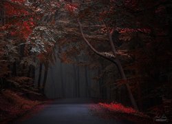 Droga w ciemnym lesie