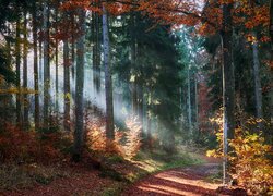 Droga w jesiennym lesie w promieniach słońca