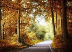 Jesień, Las liściasty, Drzewa, Droga