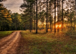 Droga w lesie z zachodem słońca