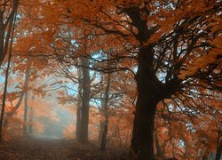 Jesień, Las, Drzewa, Mgła, Droga