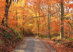 Droga w rozświetlonym jesiennym lesie