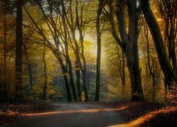 Droga w zamglonym lesie wśród jesiennych drzew