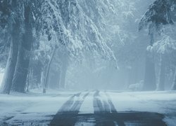 Droga, Śnieg, Mgła, Zima, Drzewa