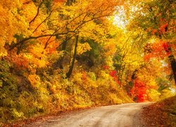Droga, Kolorowe, Drzewa, Jesień